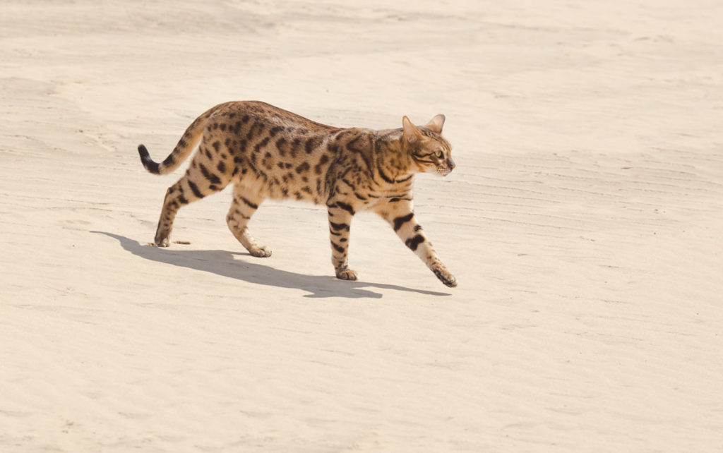 l'histoire du chat Savannah